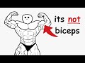 This Is What REALLY Makes Your Arms Look Big