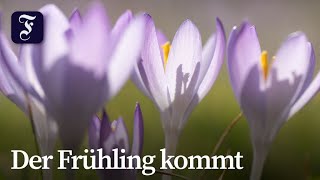 Erstes Frühlingswetter bringt Höchsttemperaturen mit sich