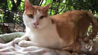 Chapel forgets he's feral for a minute - TinyKittens.com