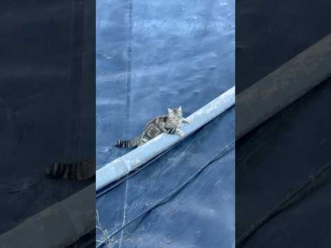 ¡Rescato un GATO de una BALSA! 😱🐱 #animales #rescate #viral #shorts