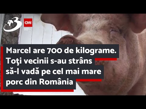 Marcel are 700 de kilograme. Toţi vecinii s-au strâns să-l vadă pe cel mai mare porc din România