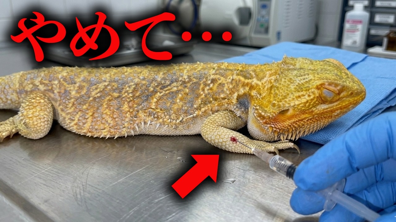 嫌な予感がしたので病院に連れて行ったら予想外の結果に…