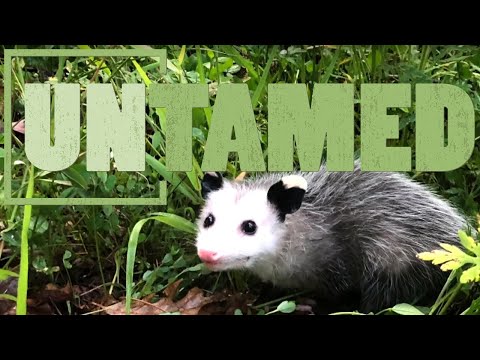 Opossums, the Marsupial Evolutionary Wonder of America