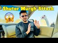 Shutar Murgh Ne Attack Kar Diya🥲 || Rasta Bhatak Geya