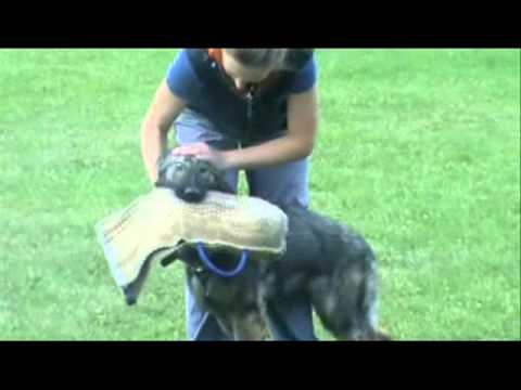 Eyko z Jukasu - training - 7,5 months