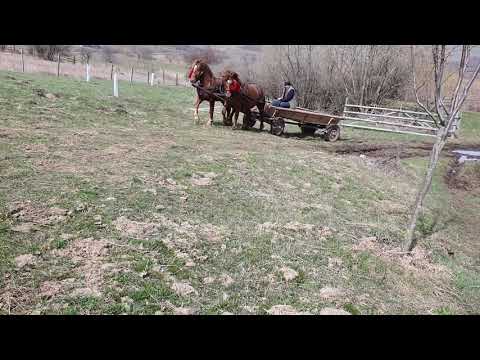 Iepe semi-greu românesc