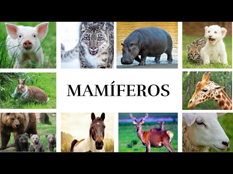 ANIMAIS MAMÍFEROS