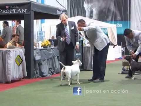 "Perros en acción"  Programa Nº 189 Bloque 1