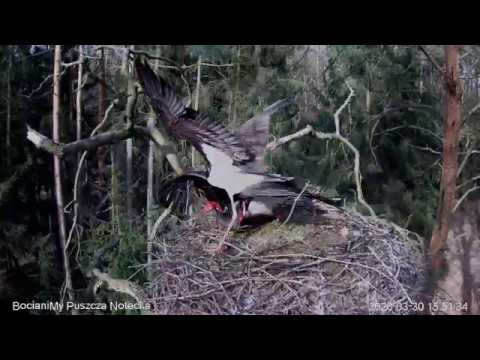Walka bocianów czarnych o gniazdo / War of black storks for a nest
