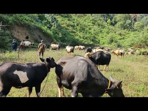 Mithun ( Bos Frontalis)