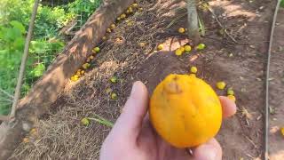 Miniatura do vídeo