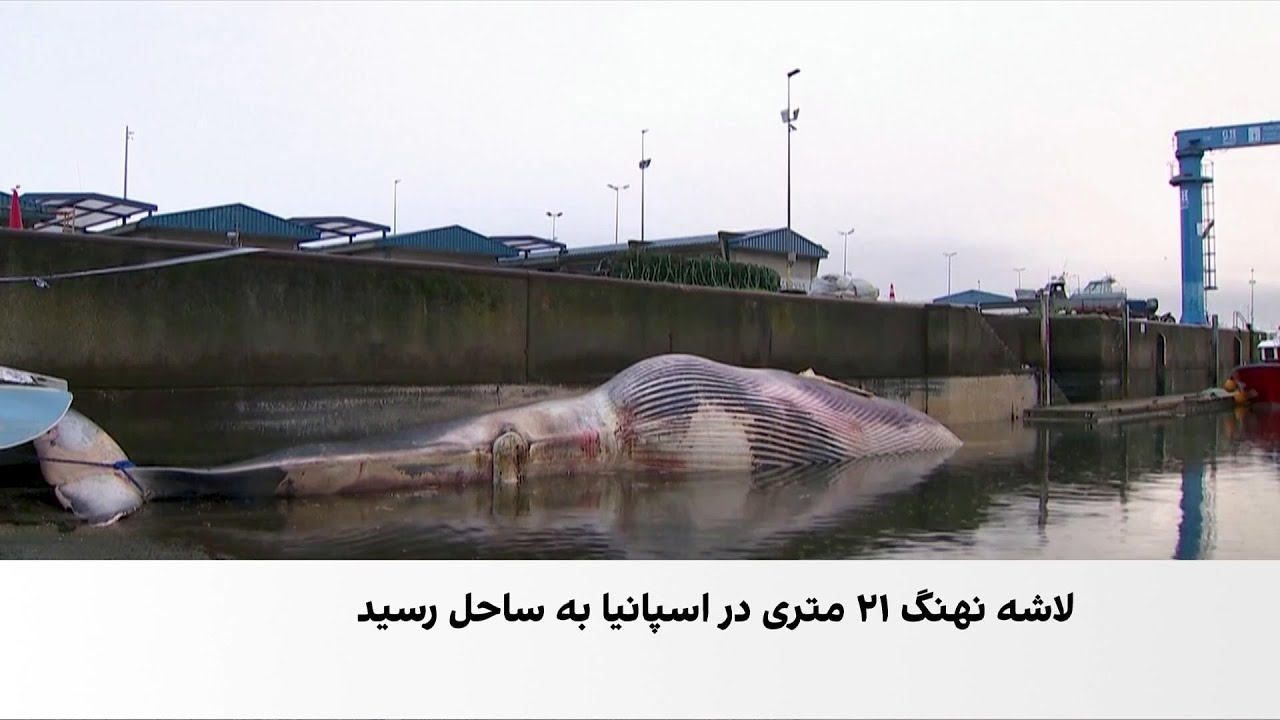 یک نهنگ ۲۱ متری در ساحل اسپانیا به گل نشست