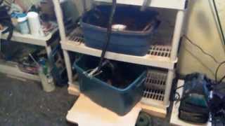 preview picture of video 'Aquaponics Basement Test System - Video Blog Update for 11 April 2014'