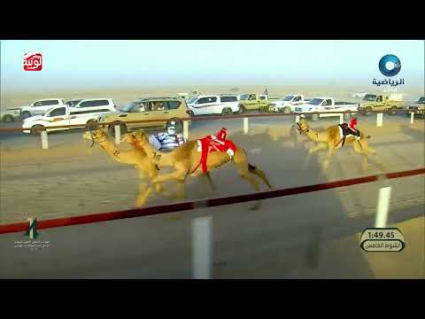 ش 5 (الشبابيه) لـ محمد سالم محمد الوهيبي 2:12:17 ، مهرجان الابيض 2026/06/03 فطامين