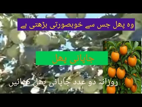 World's Most Expensive Persimmon // Japani Phal // Fresh Big harvest Beautiful Garden 