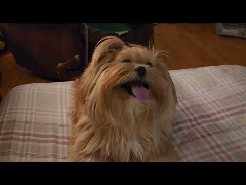 Playful long hair yorkie terrier