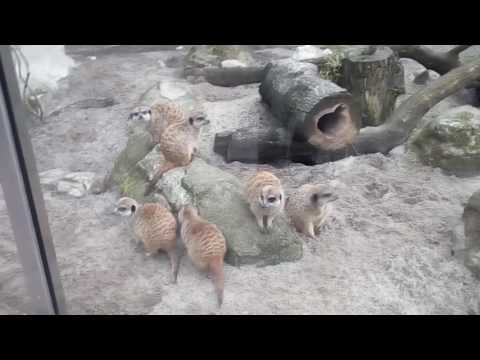 Krakow Zoo 24th June 2017 in Poland