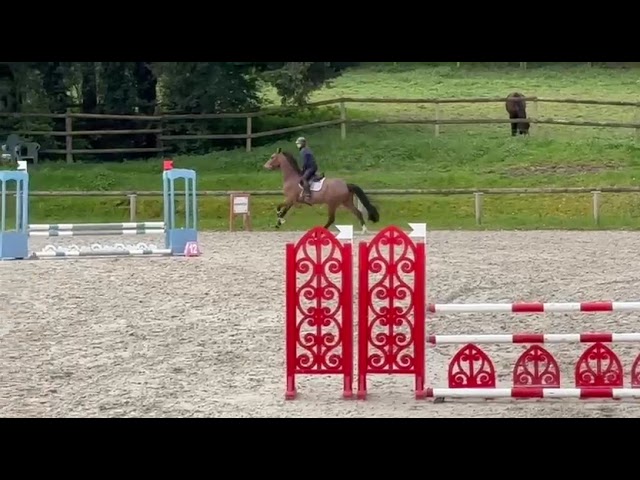 Jument de 4 ans, belles allures, id&eacute;ale amateur