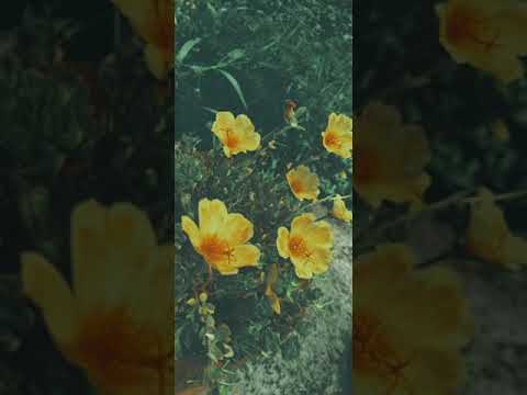 🌻Nature🌻🔥🎶