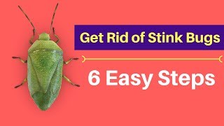 How to Get Rid of Stink Bugs Without Professional Help (Fast   & Naturally)