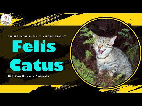 Thing You Didn't Know About Felis Catus