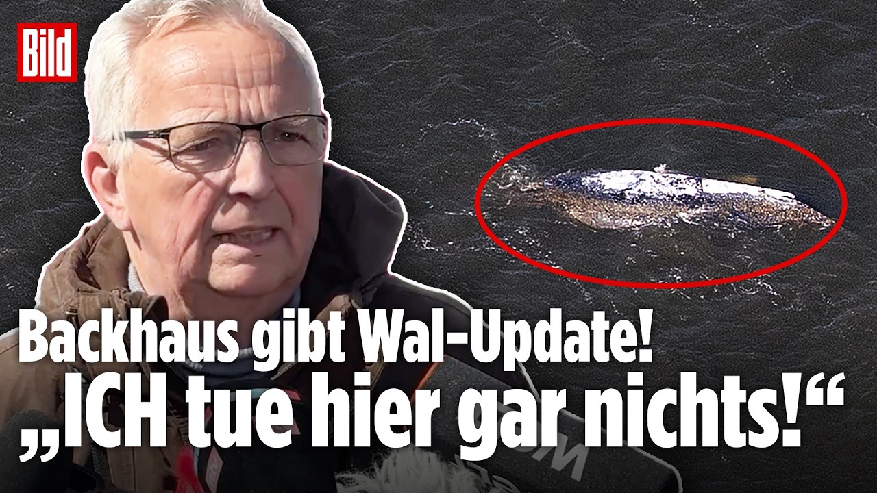 Backhaus zu Wal Timmy: „ICH tue hier gar nichts!“ – Rettung in der Ostsee stockt, Wasserstand sinkt!