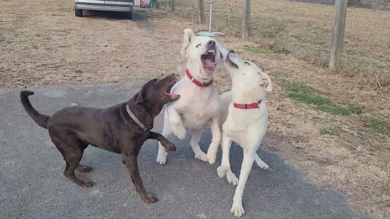 Enlarge Preacher #2, a ADOPTABLE mixed breed in Killingworth, CT video 6/6