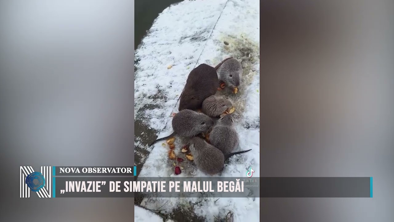 „Invazie” de simpatie pe malul Begăi