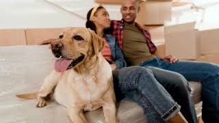Complete Guide For Moving With Pets