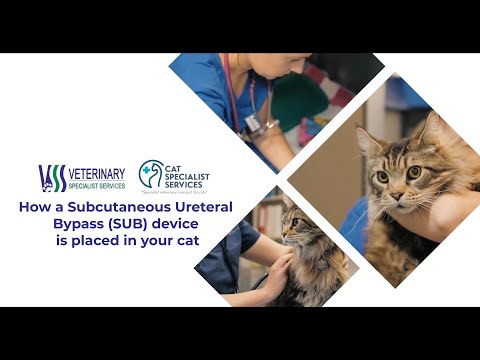 How a Subcutaneous Ureteral Bypass (SUB) device is placed in your cat