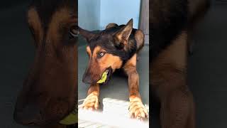 Video preview image #1 German Shepherd Dog Puppy For Sale in Pasadena, CA, USA