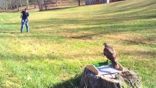 Red Tail Hawk in Training!