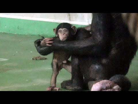 5-④MAMA, NEVER LET ME GO/Reliable Boss Kyaro 奇跡のあかちゃん Chimpanzee Asahiyma Zoo