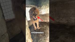 Выдержишь ли ты 10 секунд против Льва? 🦁 #животные #лев #lion