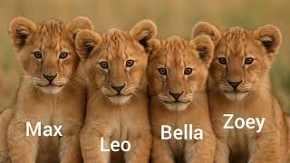 WOW! The Jungle Cubs' Funniest  lion !Morning Adventure Yet Lion Sound #cubs 🦁 ##