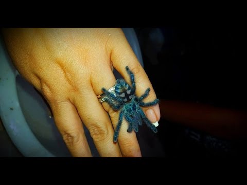 Caribena (Avicularia) versicolor — starostlivosť o špľapky (spiderlingy) a chov arboreálneho druhu
