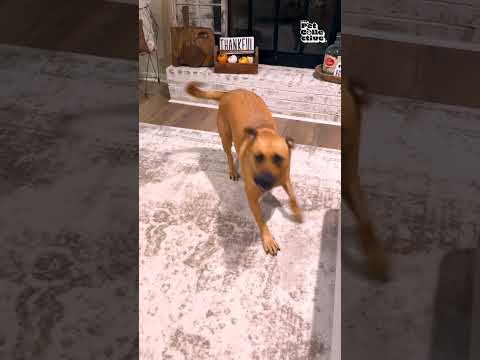 Réaction de mon chien lorsqu'on l'appelle "b-word" (chien méchant)