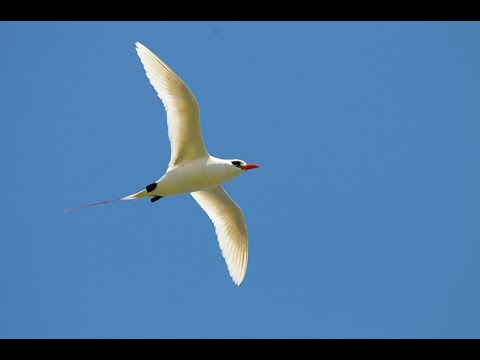 Red-tailed Tropicbird / Koa`e `ula (Phaethon rubricauda)  4K