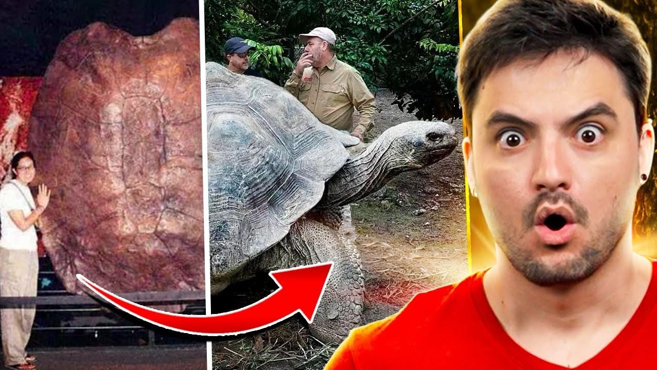 COISAS QUE PARECE MENTIRA MAS SÃO VERDADE