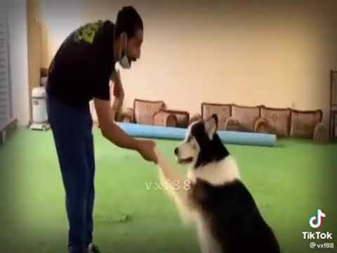 بينقو فقد جاك