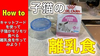 【how to動画】子猫がモリモリ食べる美味しい離乳食の作り方　ロイヤルカナンのカリカリとムースでの調理法を大公開