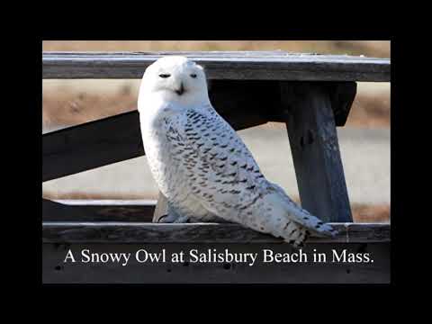 20 Seconds of a Snowy Owl Stretching at Salisbury Beach