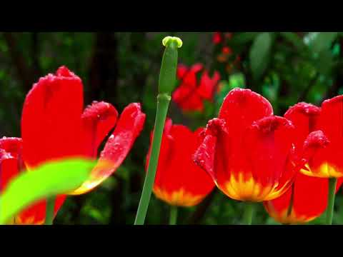 4K VIDEO-2021|| TULIP FLOWERS 🌺 🌺