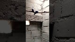 Download lagu Lucu Murai Batu Kawin || Pancingan Murai batu Kawin Paling Ampuh mp3 Download lagu Lucu Murai Batu Kawin || Pancingan Murai batu Kawin Paling Ampuh mp3