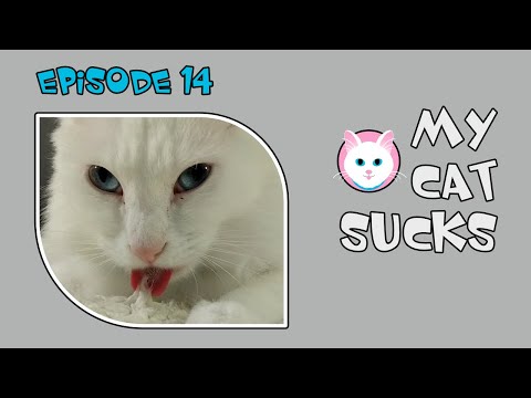 My Cat Sucks - Episode 14 - Kneady Cat Suckling on Blanket