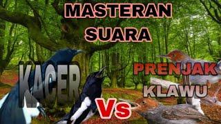 Download lagu KACER Vs PRENJAK // Masteran & Pancingan istimewa mp3