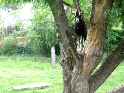Goat climbs tree / Dean Frenkel sings overtones to it !