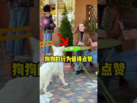 这只狗做了这一切，来救她的孩子们！ #趣事  #暖心故事  #正能量剧情