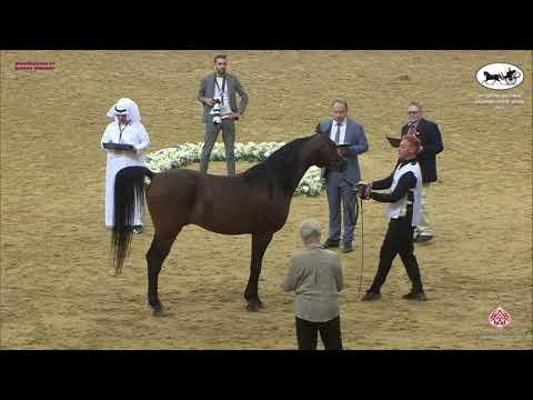 N 397 GAZWAN AL NASSER   Qatar National Arabian Horse Championship 2021   Stallions 11+ Years Old Cl