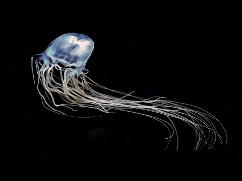 Box Jellyfish - The Most Poisonous Animal in the World / Documentary